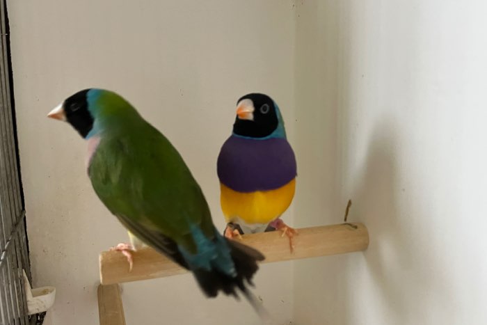 diverse tropen