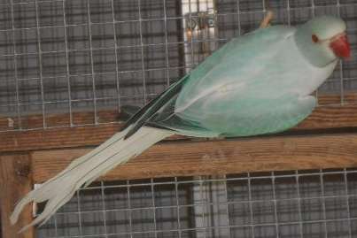 bleekstaart opaline 2025