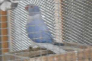 bleekstaart opaline 2025