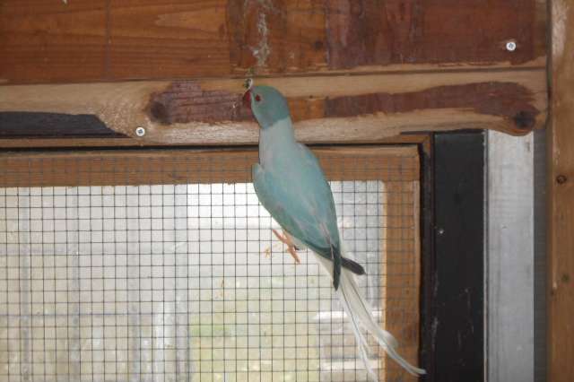 bleekstaart opaline 2025