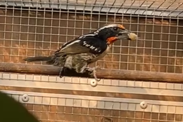 zwarte baardvogel 1-0 2025