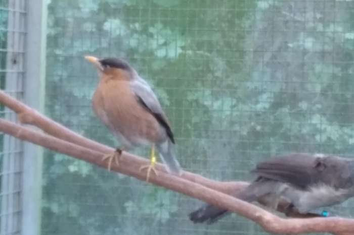 2-0 pagode spreeuw 2025