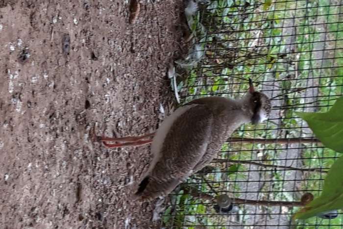 kronenkiebitz (vanellus coronatus)