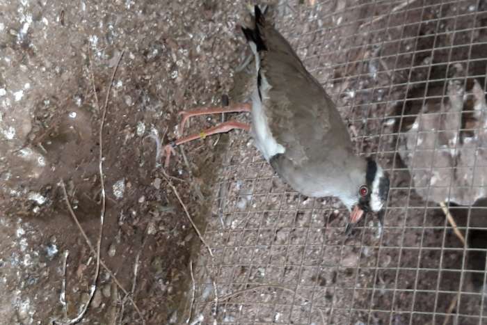 kronenkiebitz (vanellus coronatus)