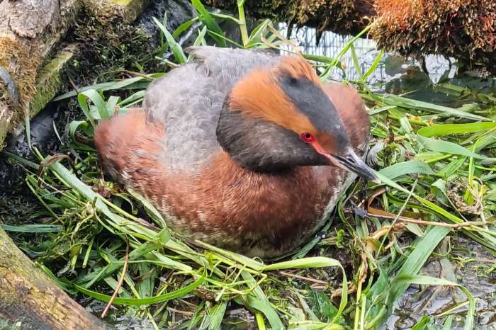 man kuifduiker podiceps auritus