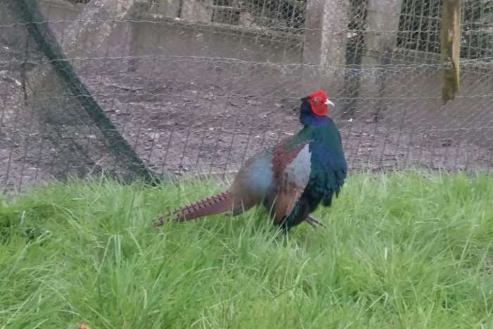 noordelijke versicolorfazant (robusticeps)
