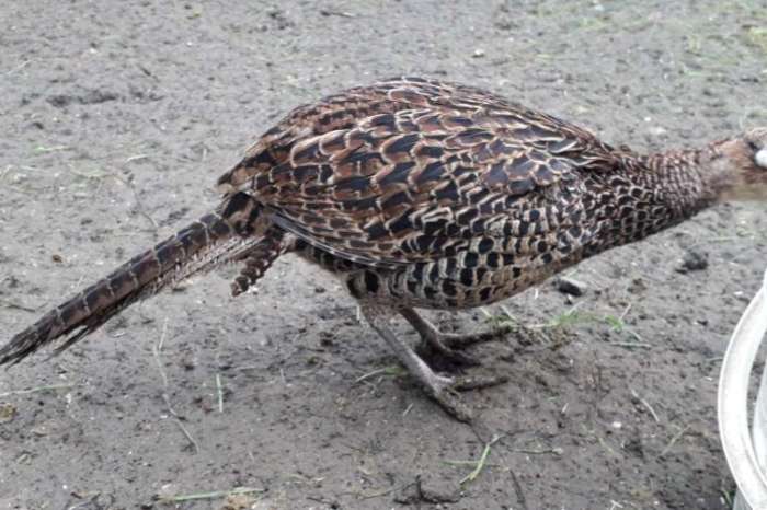 noordelijke versicolorfazant (robusticeps)