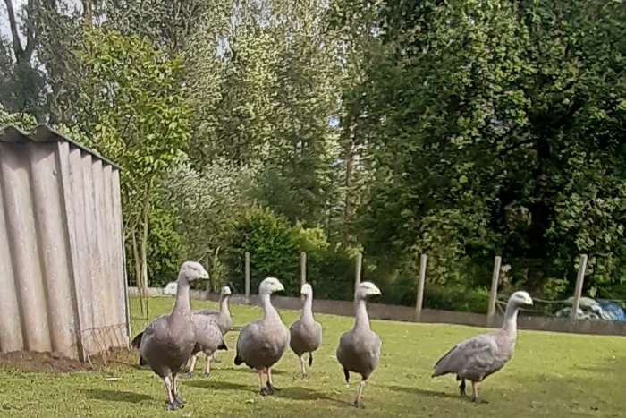 cereopsisganzen (hoenderganzen)