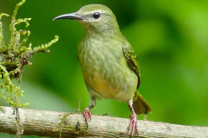 gezocht: roodpootsuikervogel pop (cyanerpes cyaneus)