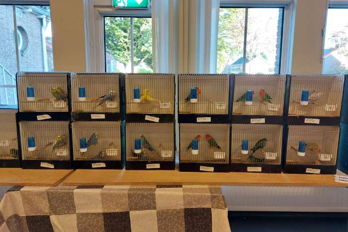 8 november vogelbeurs de vogelvrienden goes