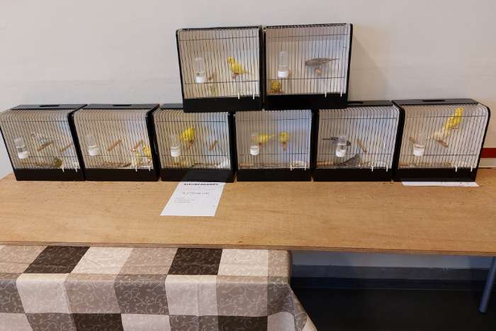 8 november vogelbeurs de vogelvrienden goes