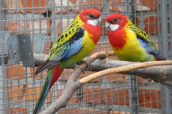 1-1 zuiver wildkleur prachtrosella’s / goudmantel rosella’s 2025