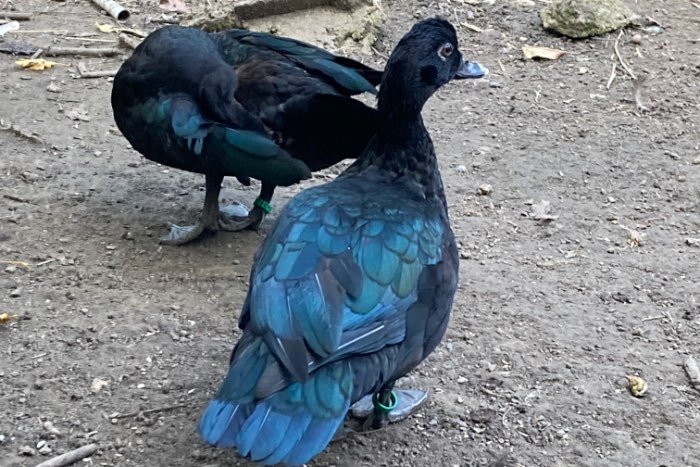 muskuseenden wildvorm