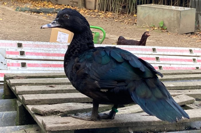 muskuseenden wildvorm