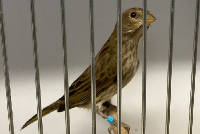 pelzner saffraanvink