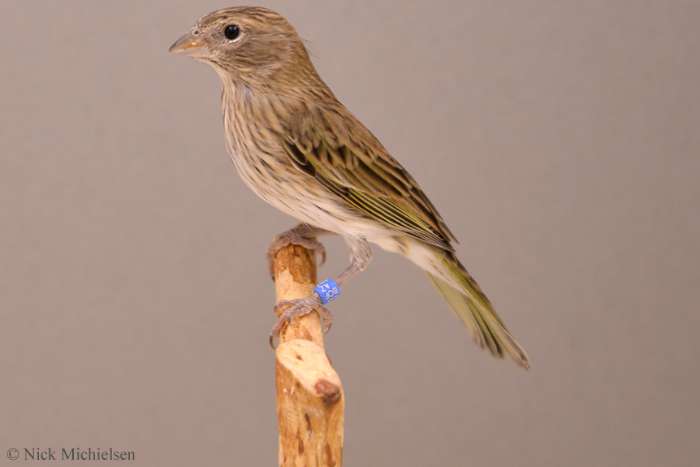 pelzner saffraanvink