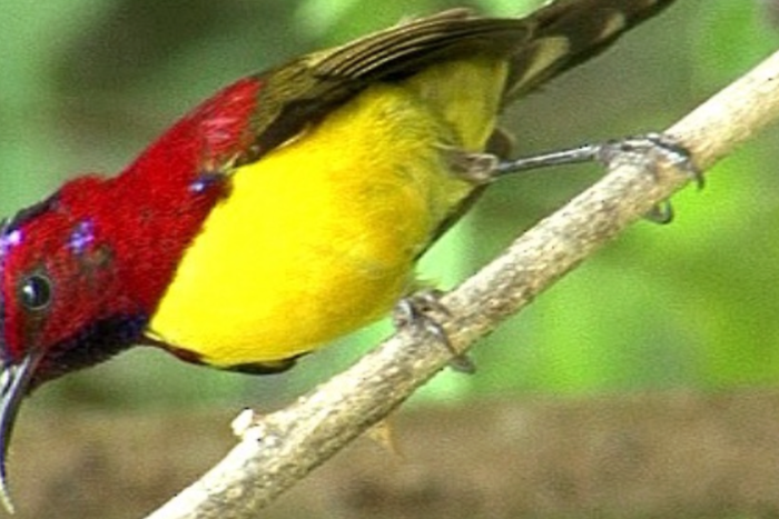 sunbird