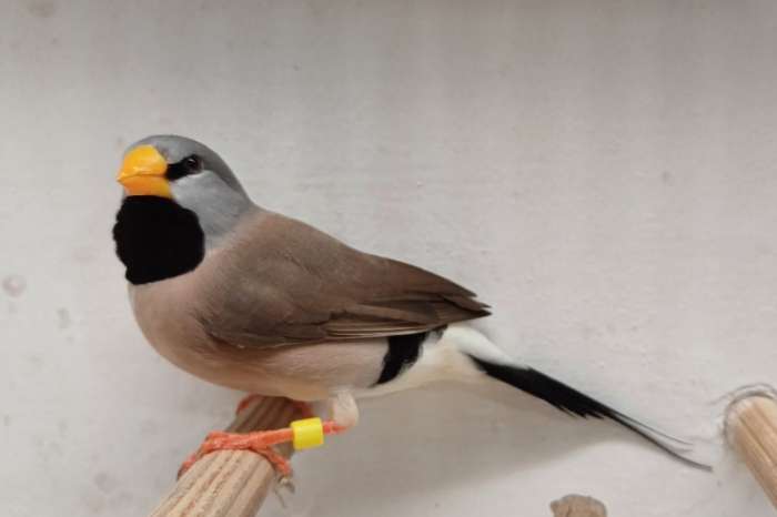 spitstaartamadine pop geelsnavel €45,-