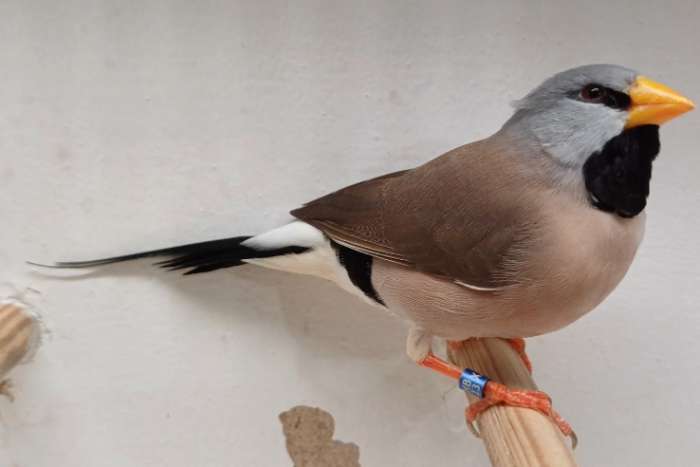 spitstaartamadine pop geelsnavel €45,-