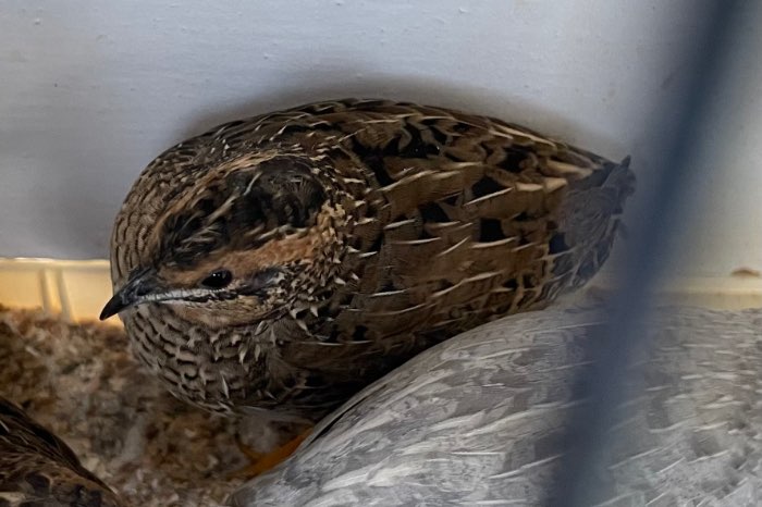 chinese dwergkwartel wildkleur hen