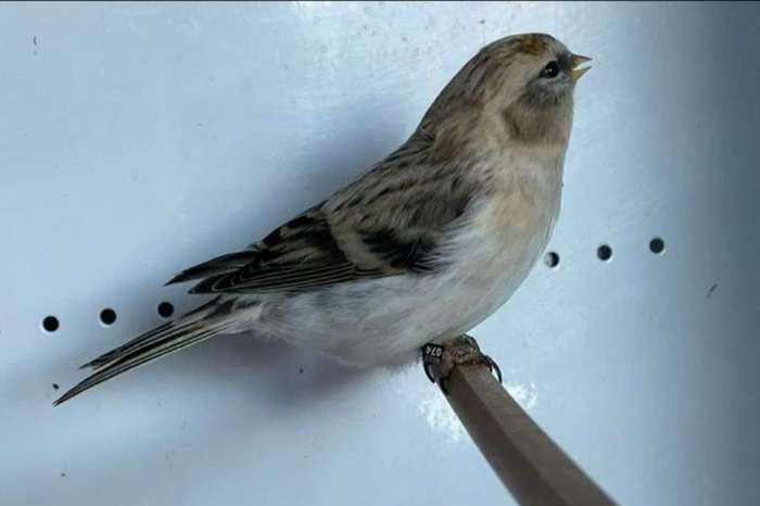 witstuit barmsijs barmsijzen