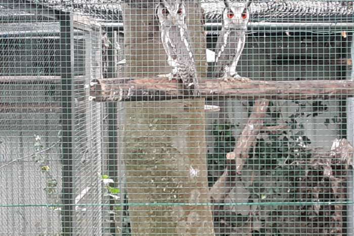 0-1 otus leucotus witgezicht uil