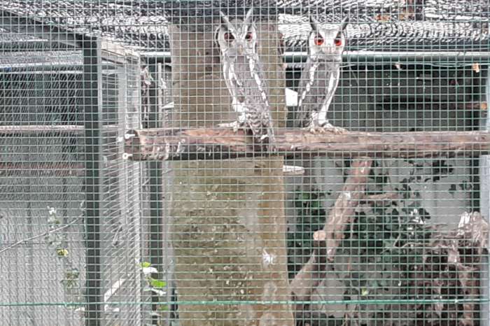 0-1 otus leucotus witgezicht uil