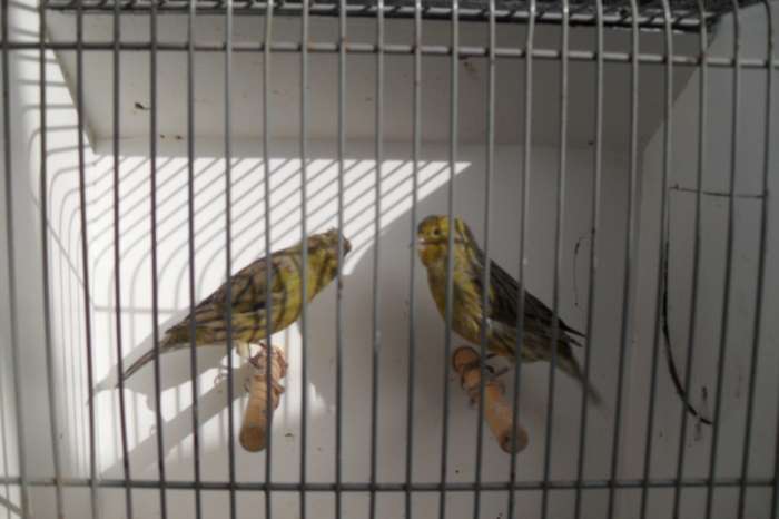 nu thuis div tropische vogeltjes