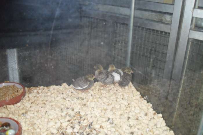 nu thuis div tropische vogeltjes