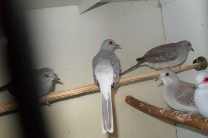 nu thuis div tropische vogeltjes