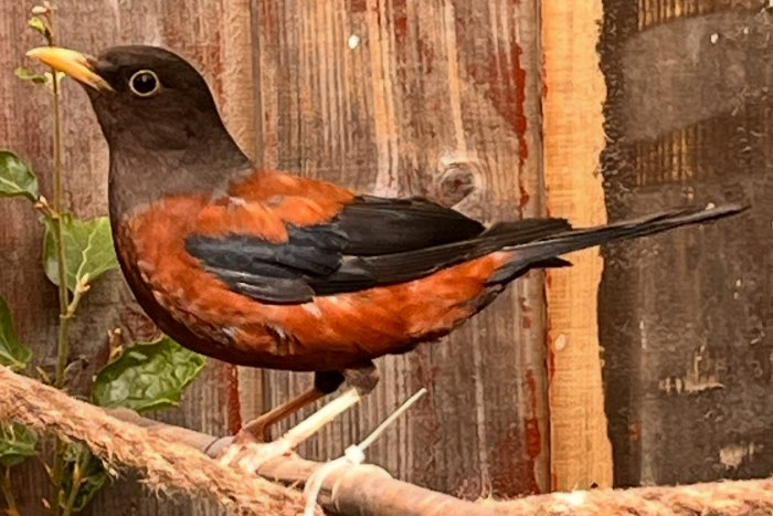 turdus rubrocanus - chestnut thrust