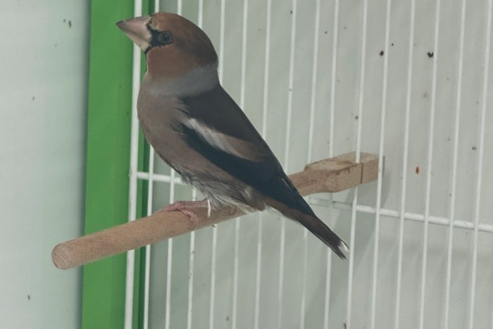 europese appelvinken 1-1