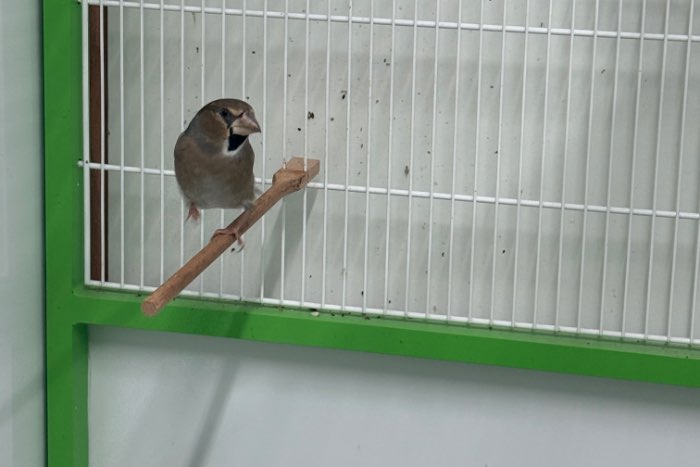 europese appelvinken 1-1