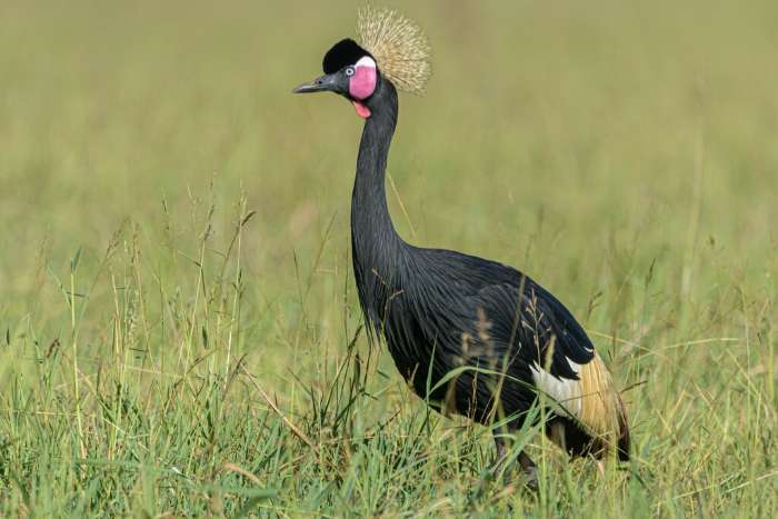 zwarte kroonkraanvogels