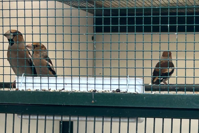 europese appelvink man ruilen tegen pop