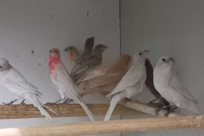 gezocht  div soorten