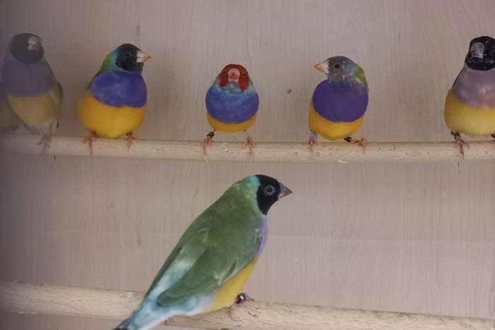 gezocht  div soorten