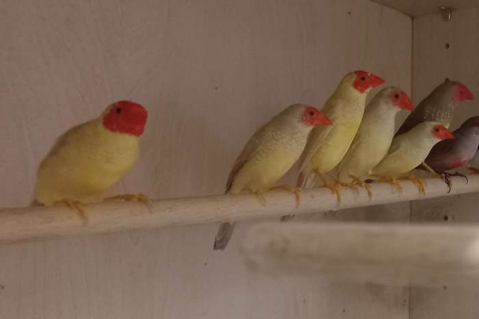 gezocht  div soorten