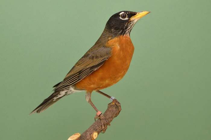 amerikaanse roodborstlijsters