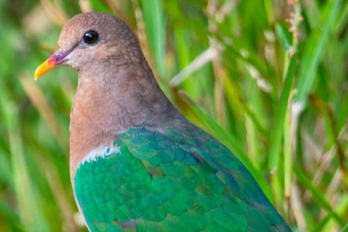 chalcophaps longirostris chrysochlora