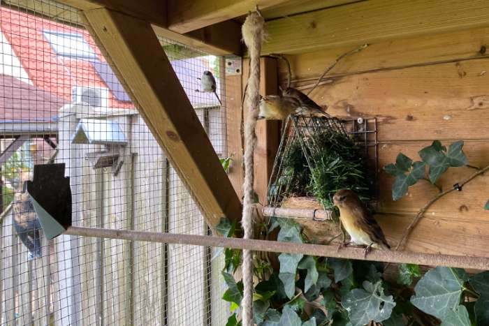 te koop: 5 bastaards barmsijs x europese sijs