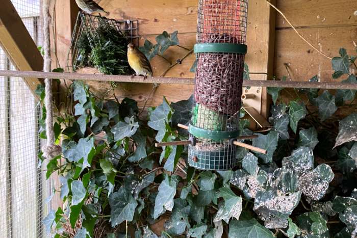 te koop: 5 bastaards barmsijs x europese sijs