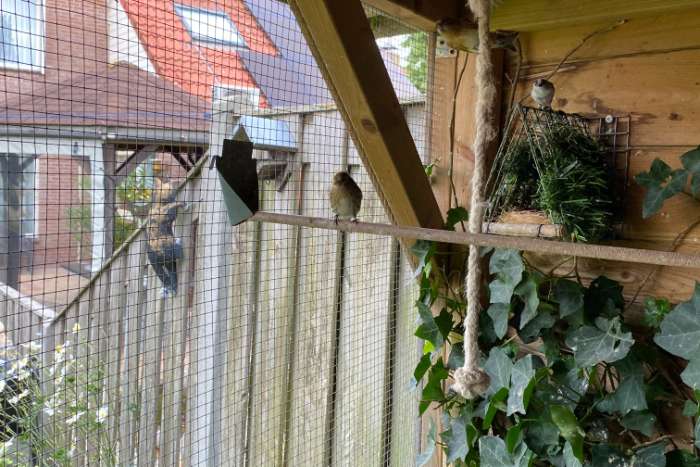 te koop: 5 bastaards barmsijs x europese sijs