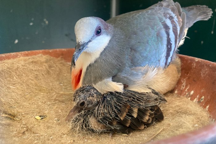 1.0 dolksteekduif 2025