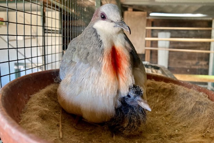 1.0 dolksteekduif 2025