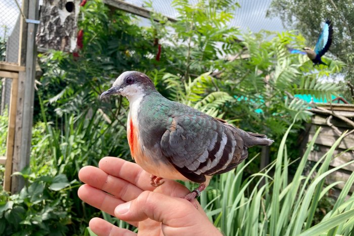 1.0 dolksteekduif 2025