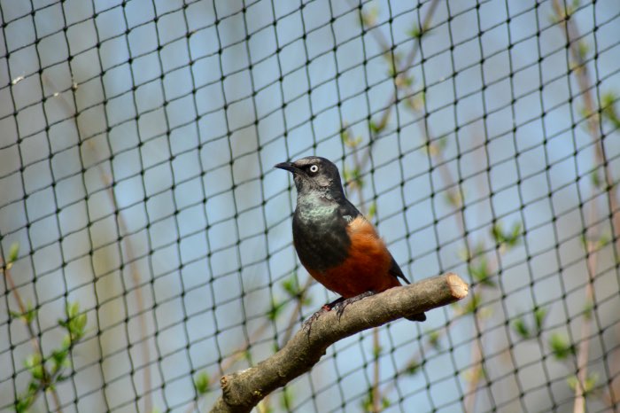 0.1 roodbuikglansspreeuw gezocht