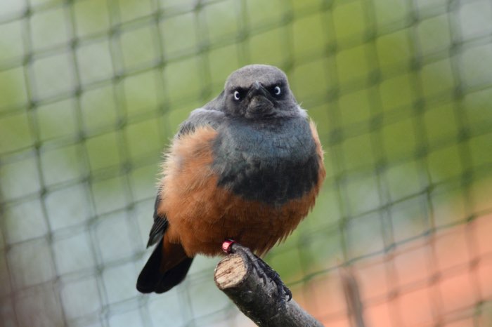 0.1 roodbuikglansspreeuw gezocht