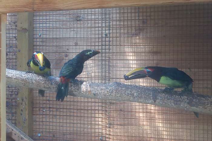 groene arassari - pteroglossus viridis