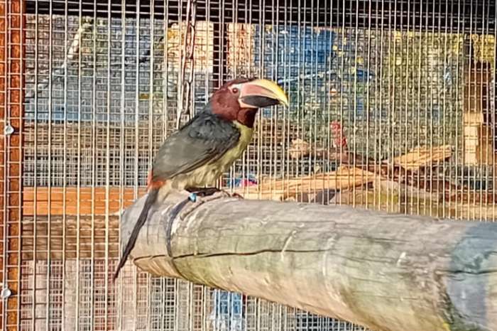 groene arassari - pteroglossus viridis